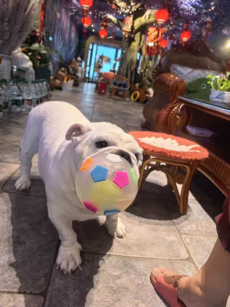 COLORIVER® TPR Dog Soccer Ball –🎁🎁